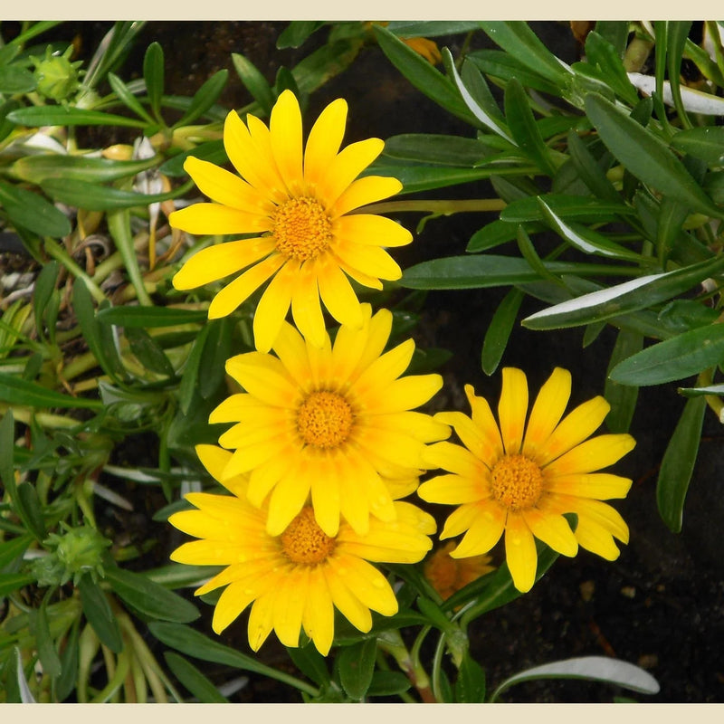 Yellow (Yellow scientific name) for planting in garden