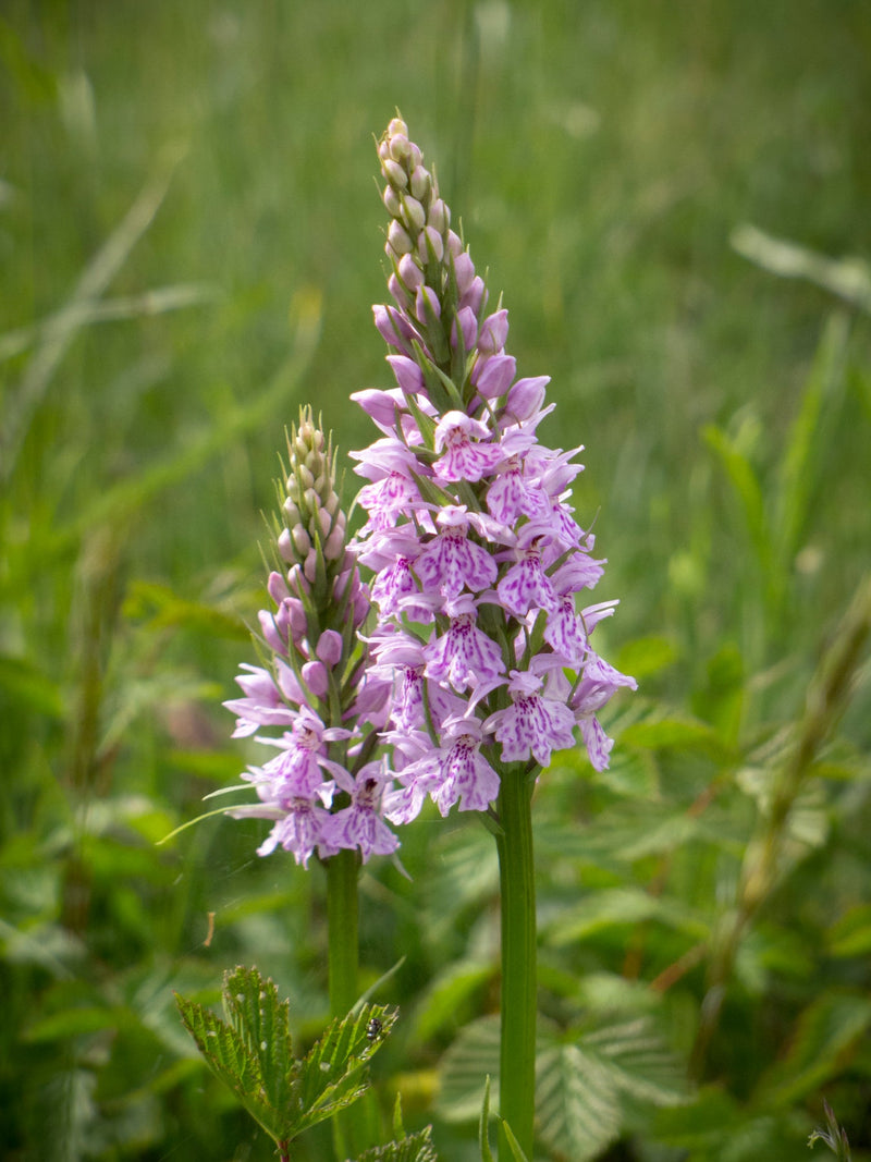 Dactylorhiza Flower Seeds for Planting, 100 pcs seeds for planting in home garden