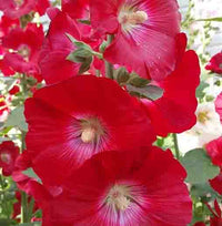Alcea Red Hollyhock Seeds for Planting – Organic, Heirloom, Non-GMO Flower Seeds seeds for planting in home garden