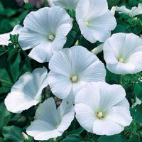White (White scientific name) for planting in garden
