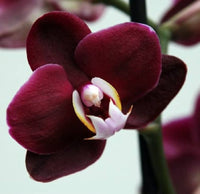 Maroon Butterfly Orchids Flower Seeds for Planting - 100 pcs seeds for planting in home garden