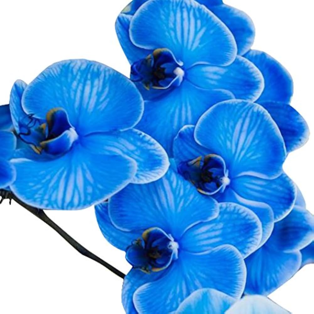 Blue Butterfly Orchid Flower Seeds for Planting for planting in home garden