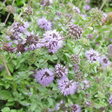 Heirloom Non-GMO Purple Pennyroyal Flower Seeds for planting in home garden
