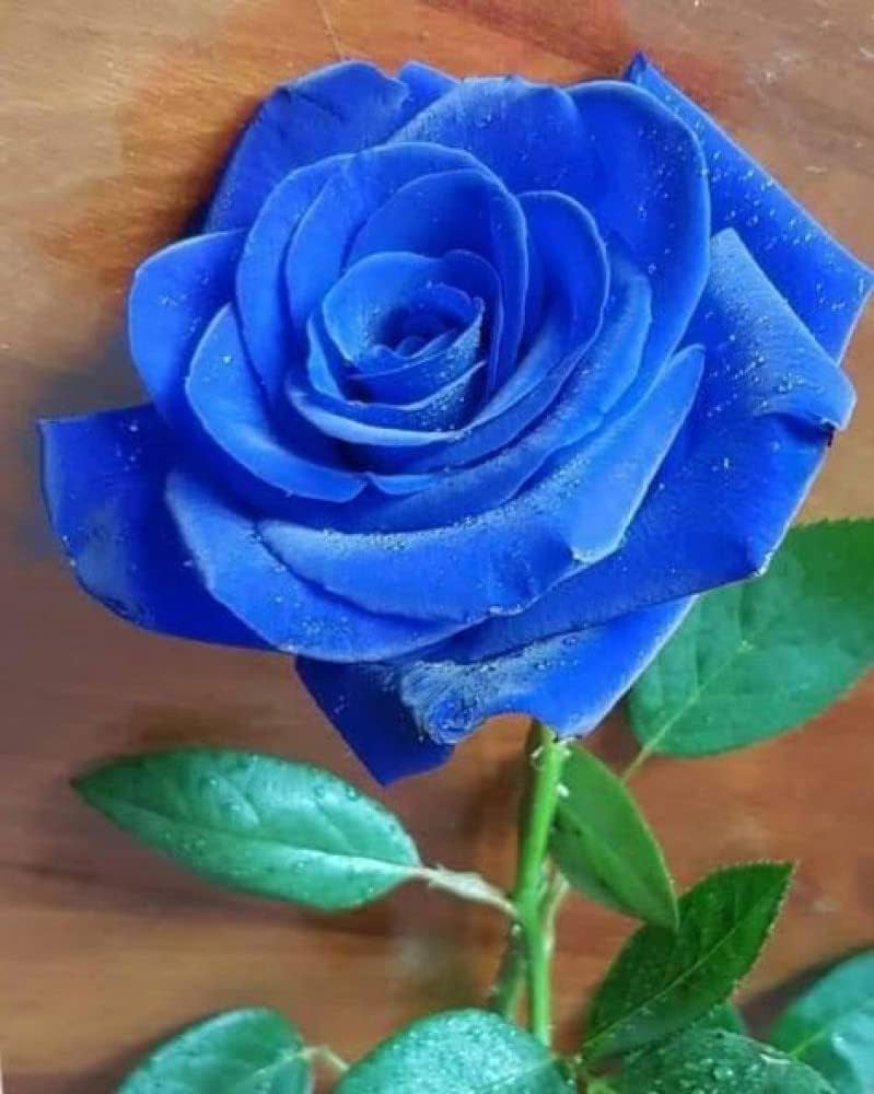 Thai Blue Rose Flower Plant Seeds for Planting - Non-GMO Heirloom Garden Seeds for Growing seeds for planting in home garden