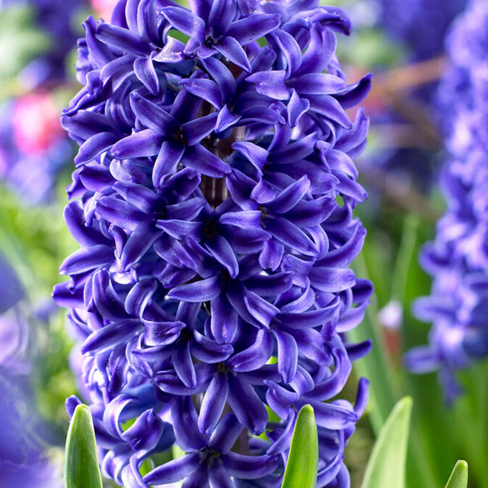 Deep (Deep scientific name) for planting in garden