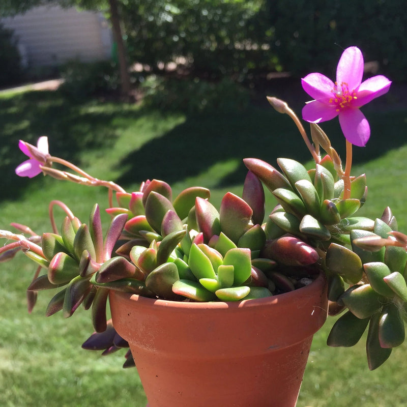 Pink Anacampseros Plant Seeds for Planting - 100 pcs seeds for planting in home garden