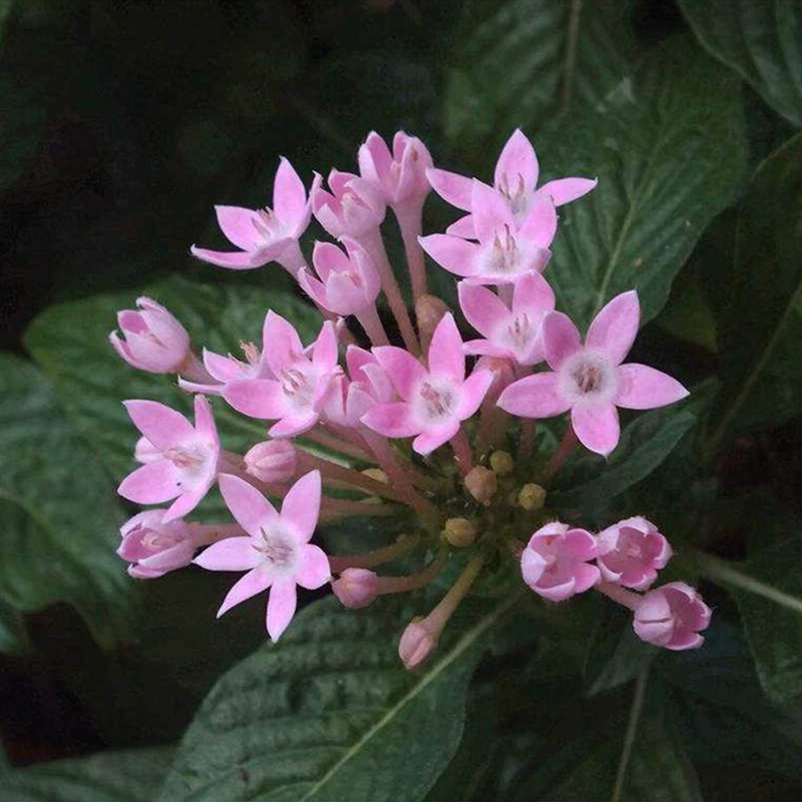 Heirloom Non-GMO Pink Serpentina Flower Seeds for Decorative Garden Beds and Seasonal Planting for planting in home garden