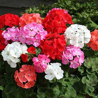 Geranium (Geranium scientific name) for planting in garden