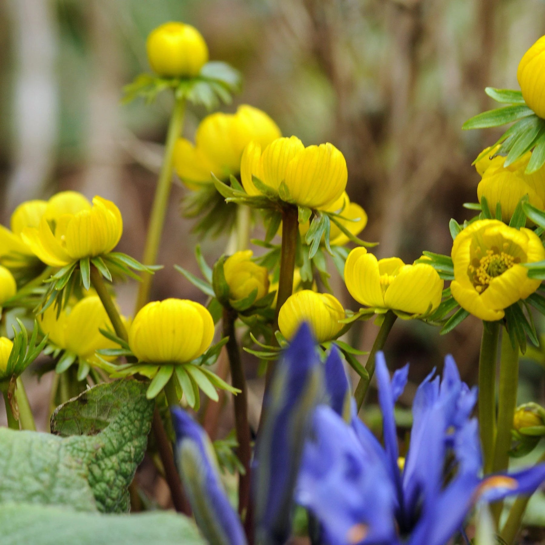 Heirloom Non-GMO Yellow Aconite Flower Seeds for Early Spring Gardens and Vibrant Bloom Displays for planting in home garden