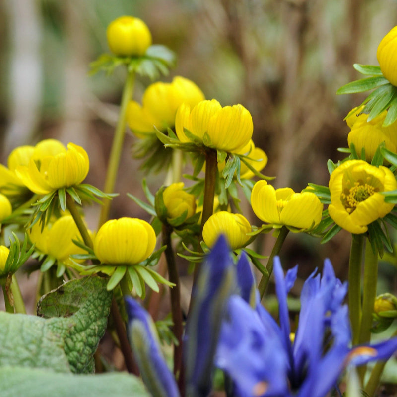 Heirloom Non-GMO Yellow Aconite Flower Seeds for Early Spring Gardens and Vibrant Bloom Displays for planting in home garden