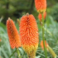 Heirloom Non-GMO Kniphofia Uvaria Flower Seeds for Planting for planting in home garden