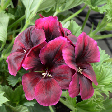 Heirloom Non-GMO Chocolate Geranium Flower Seeds for Planting for planting in home garden
