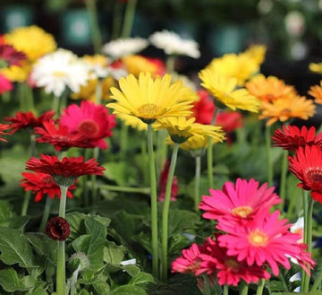 Mix (Mix scientific name) for planting in garden