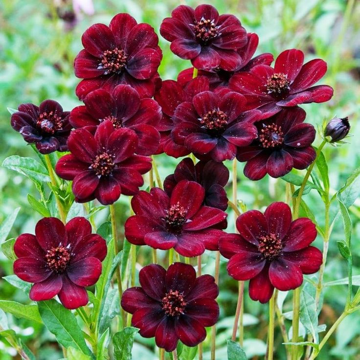 Marron Atrosanguineus Flower Seeds for Planting - 100 pcs seeds for planting in home garden