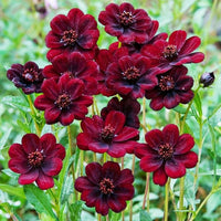 Marron Atrosanguineus Flower Seeds for Planting - 100 pcs seeds for planting in home garden
