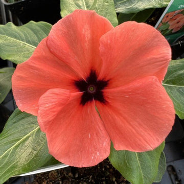 Heirloom Non-GMO Periwinkle Flower Seeds for Vibrant and Low-Maintenance Garden Planting for planting in home garden
