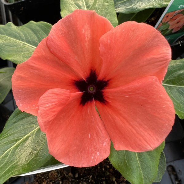 Heirloom Non-GMO Periwinkle Flower Seeds for Vibrant and Low-Maintenance Garden Planting for planting in home garden