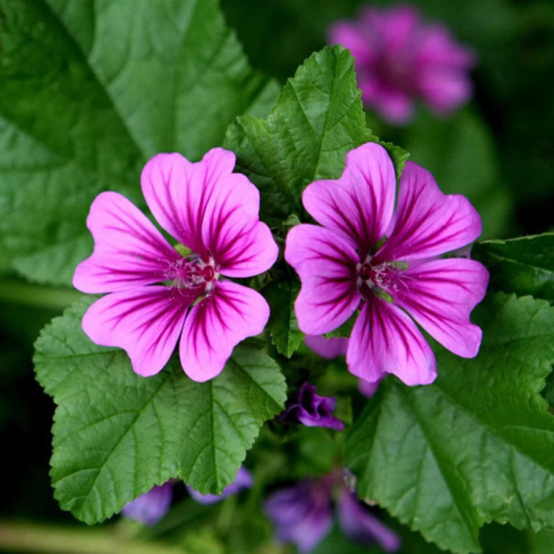 Casa (Casa scientific name) for planting in garden