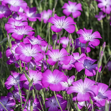 Purple (Purple scientific name) for planting in garden