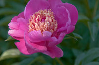 Pink Paeonia Tenuifolia Flower Seeds for Planting - 100 pcs seeds for planting in home garden