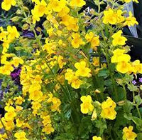 Yellow Mimulus Guttatus Flower Seeds for Planting - 100 pcs seeds for planting in home garden