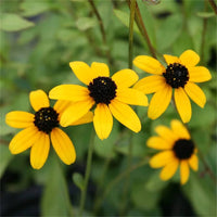 Yellow Rudbeckia Triloba Flower Seeds for Planting Wildflowers - Heirloom & Non GMO for planting in home garden