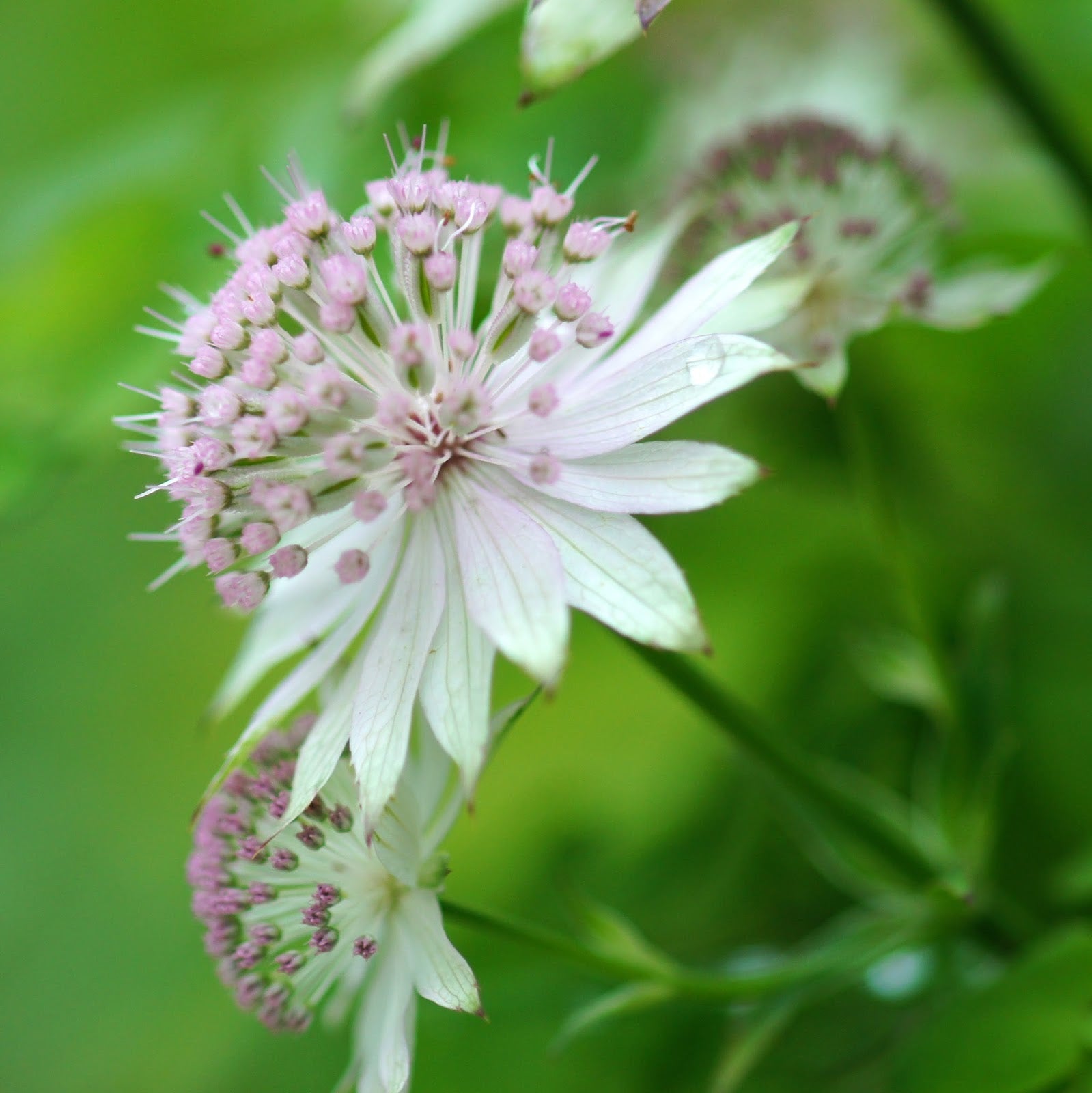 Heirloom Non-GMO Astrantia Flower Seeds for Planting for planting in home garden