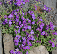 Heirloom Non-GMO Aubrieta Flower Seeds for Planting for planting in home garden