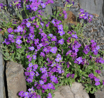 Heirloom Non-GMO Aubrieta Flower Seeds for Planting for planting in home garden