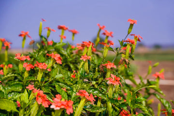 Crossandra Semi Flower Seeds for Planting - 100 pcs seeds for planting in home garden