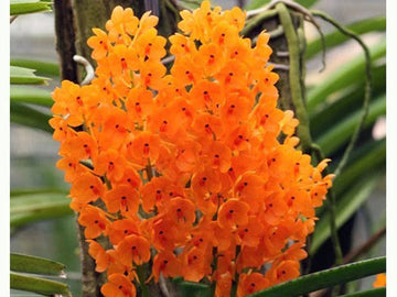 Light Yellow Ascocentrum Flower Seeds for Planting - 100 pcs seeds for planting in home garden