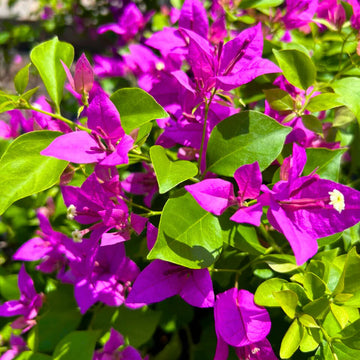 Purple (Purple scientific name) for planting in garden