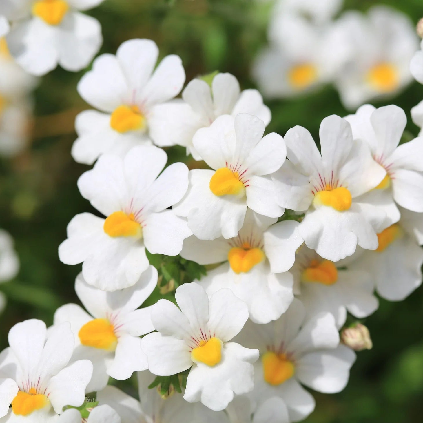 White (White scientific name) for planting in garden