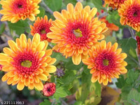 Heirloom Flower Seeds for Planting - 100 pcs seeds for planting in home garden