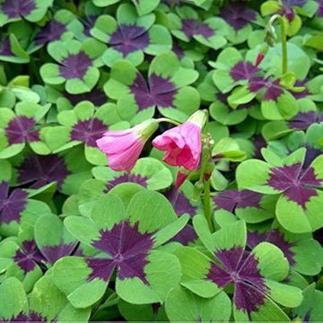 Iron (Iron scientific name) for planting in garden