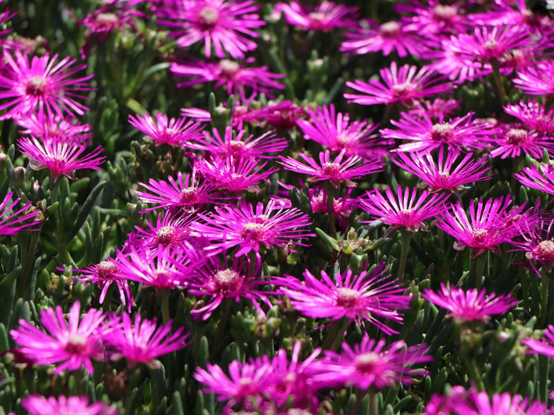 Mittagsblume Flower Seeds for Planting - 100 pcs seeds for planting in home garden