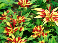 Heirloom Non-GMO Red Yellow Poinsettia Flower Seeds for Planting – Vibrant Holiday Blooming Seeds seeds for planting in home garden