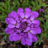 Violet Iberis Flower Seeds for Planting, NON GMO Seeds seeds for planting in home garden