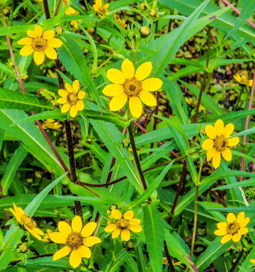 Yellow Bur Marigold Flower Seeds for planting in home garden
