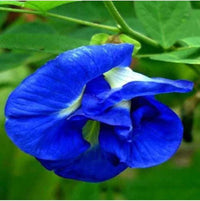 Blue Clitoria Flower Seeds for Planting - 100 pcs seeds for planting in home garden