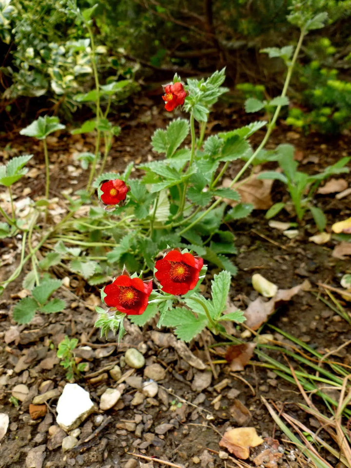 Potentilla Atrosanguinea - Red Flower Seeds for Planting - 100 pcs