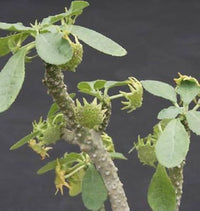 Dorstenia Lavrano Plant Seeds for Planting - Heirloom and Non-GMO Seeds for Home Garden