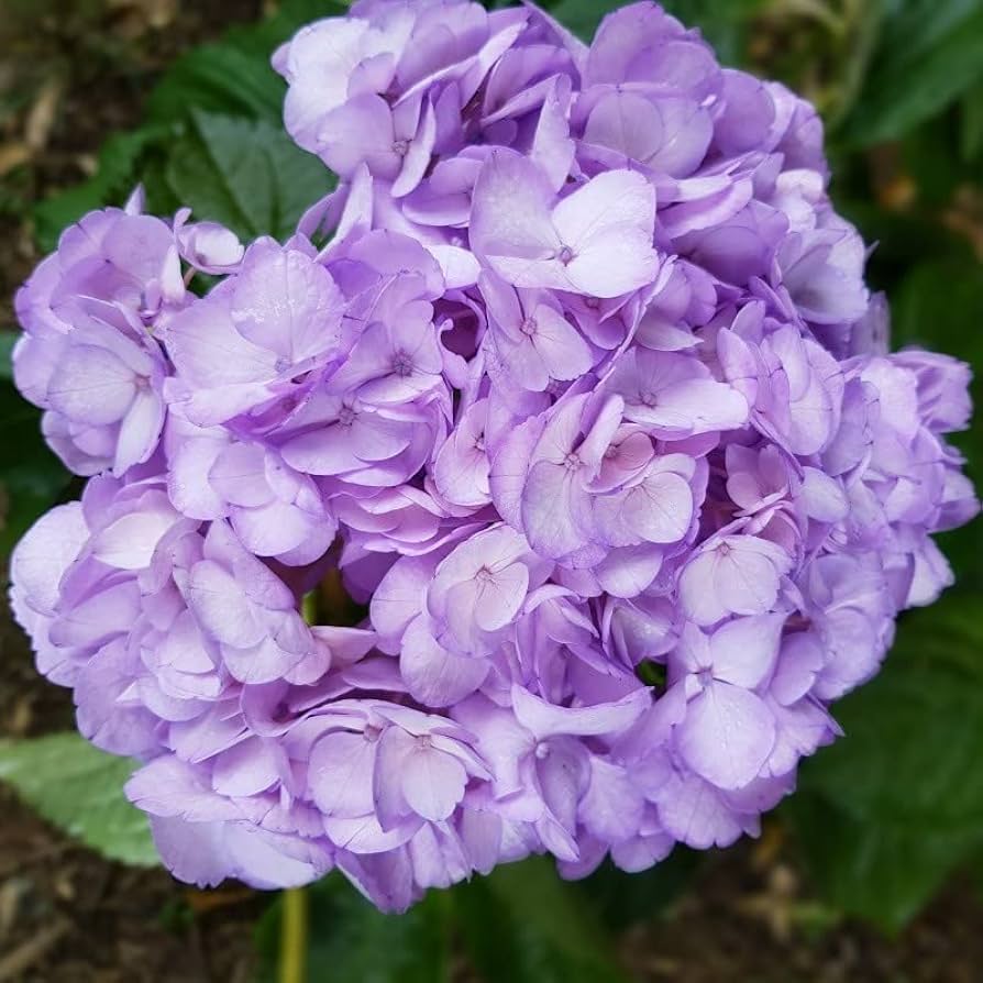 Organic Violet Hydrangea Flower Seeds for Planting – Heirloom, Non-GMO