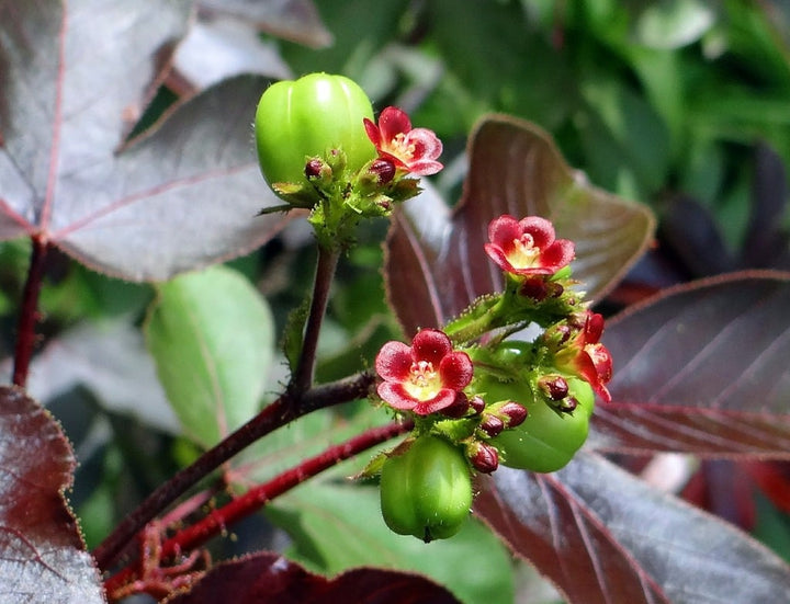 Organic Red Bellyache Bush Plant Seeds for Planting – Heirloom, Non-GMO