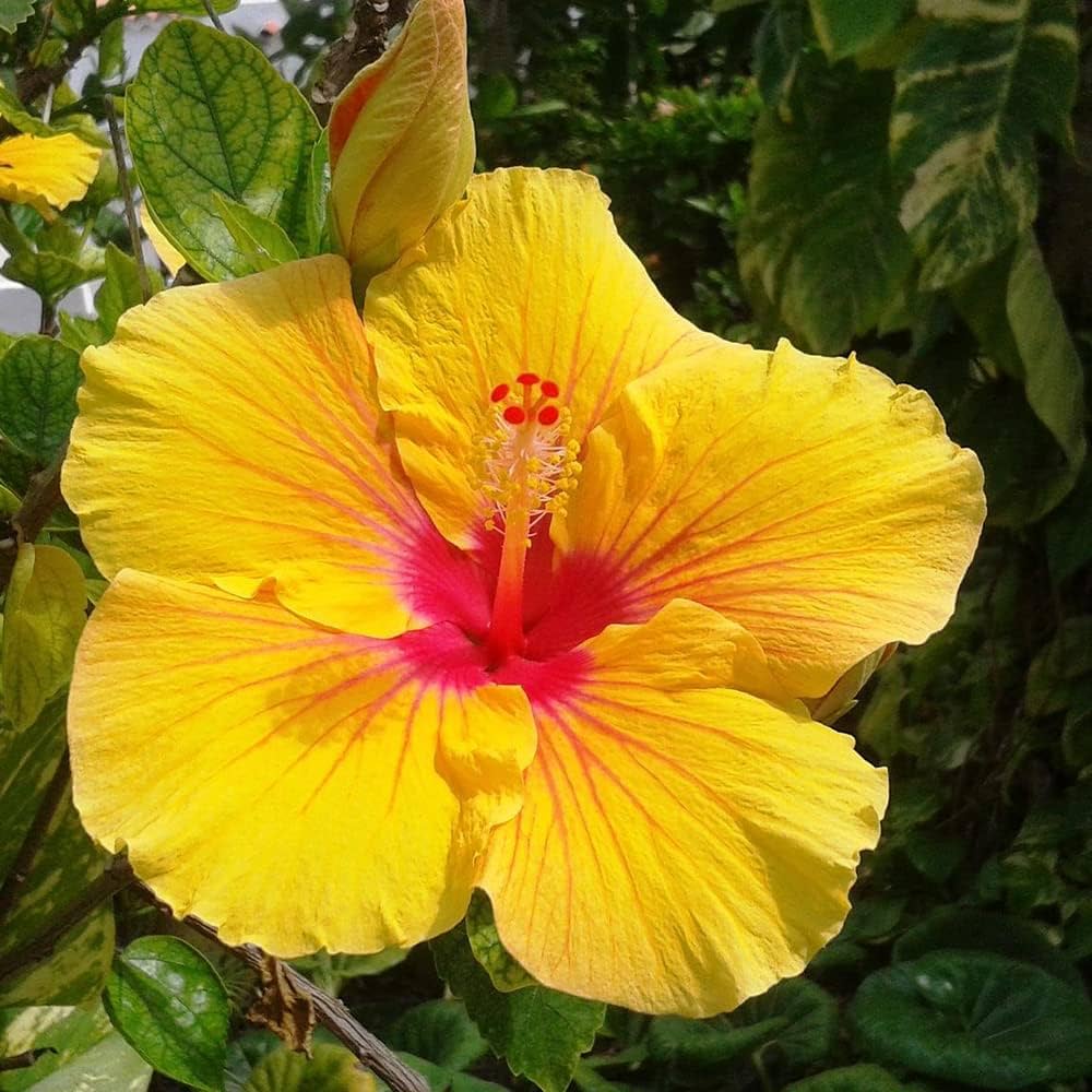 Heirloom Non-GMO Hibiscus Seeds – Premium Clear Variety for Thriving Blooms