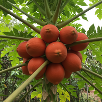Red Lady Papaya Fruit Seeds – Non-GMO Heirloom Seeds for Home Gardening