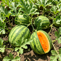 Tendersweet Orange Watermelon Fruit Seeds – Non-GMO Heirloom Seeds for Home Gardening