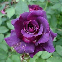 Purple Rose Heirloom Non-GMO Seeds for Planting – Rich Color