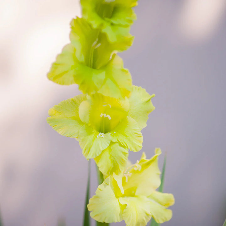 Non-GMO Gladiolus Dark Green Flower Seeds for Garden Planting – Rare Bloom Variety