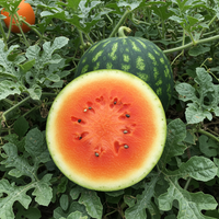 Tendersweet Orange Watermelon Planting Seeds – Heirloom Variety, Non-GMO